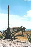 Kaktus agave s Pyramdou Slnka v pozad